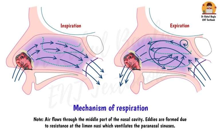 nasal-cavity-and-filtration