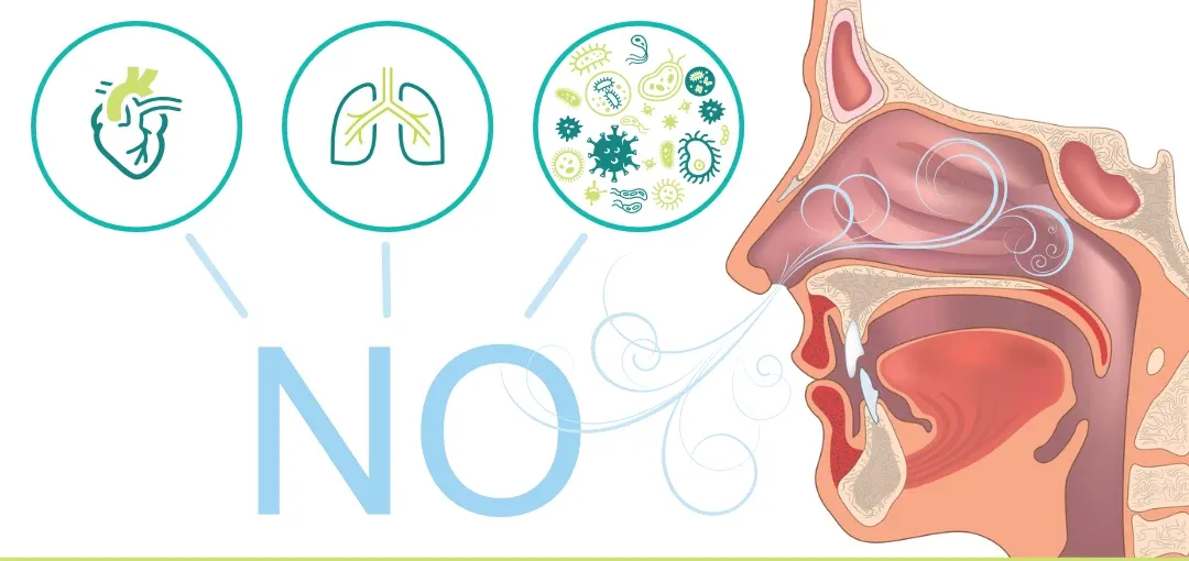 nitric-oxide-and- vasodilation