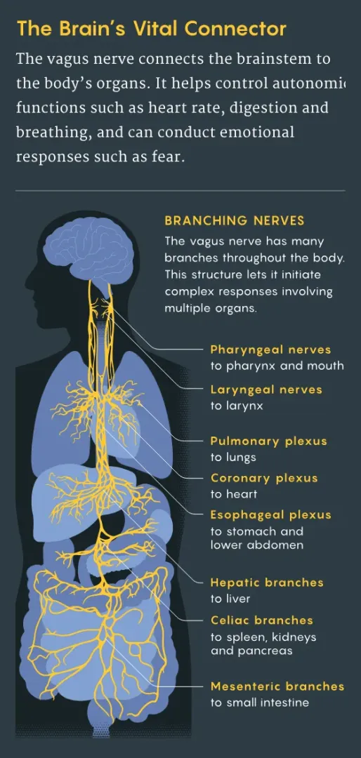 the-brain-s-vital-connector
