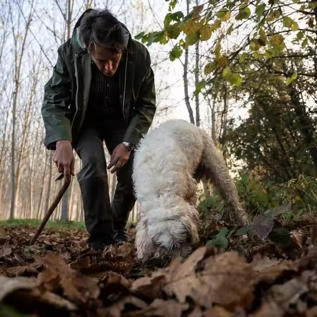 a-truffle-hunting-experience-woodland-around-alba-and-the-langhe-countryside
